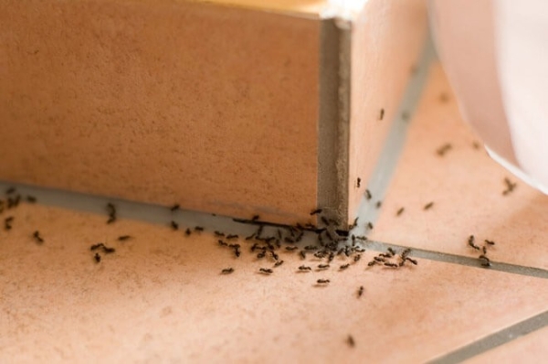 Как сода поможет от муравьев в квартире: как избавиться от колонии насекомых