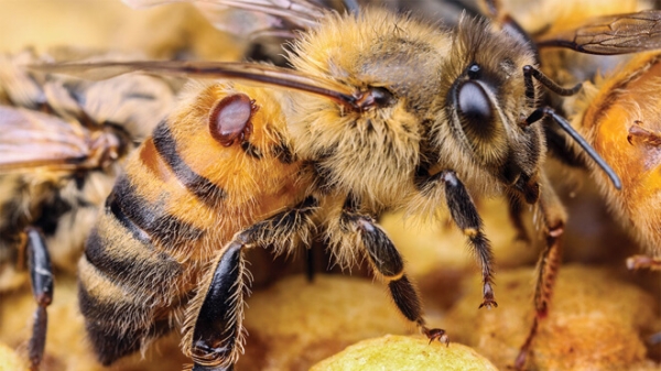 Сода для пчел: лечение и профилактика заболеваний, дезинфекция ульев и рамок