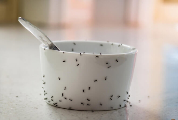Как сода поможет от муравьев в квартире: как избавиться от колонии насекомых