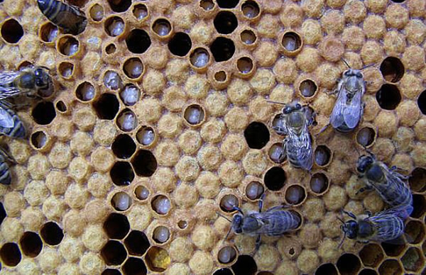 Сода для пчел: лечение и профилактика заболеваний, дезинфекция ульев и рамок